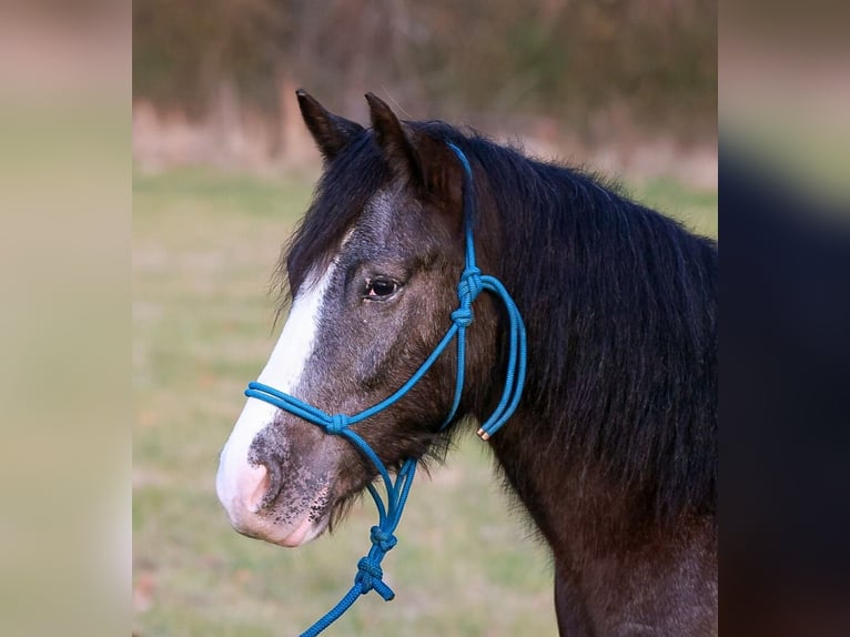 Tinker Mestizo Caballo castrado 4 años 150 cm Negro in Blairsville