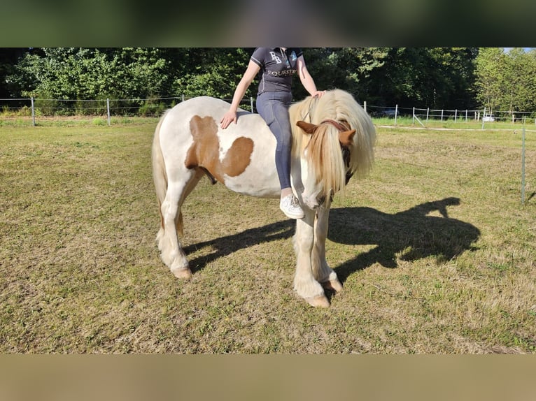 Tinker Caballo castrado 4 años 150 cm Pío in Fl&#xF6;rsbachtal