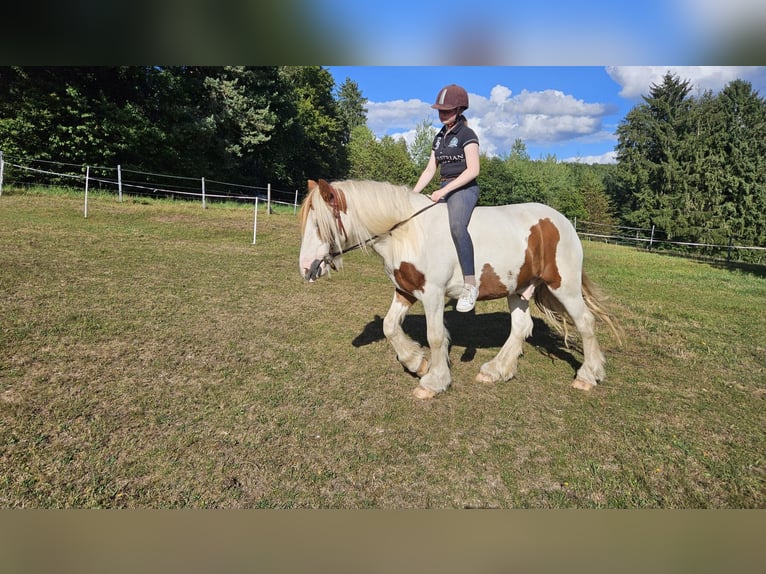 Tinker Caballo castrado 4 años 150 cm Pío in Fl&#xF6;rsbachtal