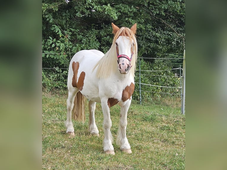 Tinker Caballo castrado 4 años 150 cm Pío in Fl&#xF6;rsbachtal