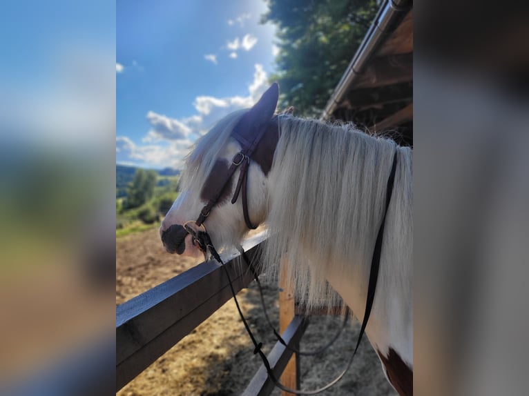 Tinker Caballo castrado 4 años 150 cm Pío in Fl&#xF6;rsbachtal