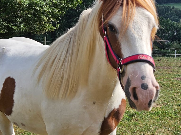 Tinker Caballo castrado 4 años 150 cm Pío in Fl&#xF6;rsbachtal