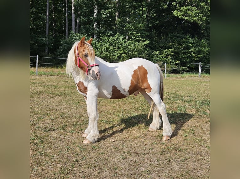 Tinker Caballo castrado 4 años 150 cm Pío in Fl&#xF6;rsbachtal