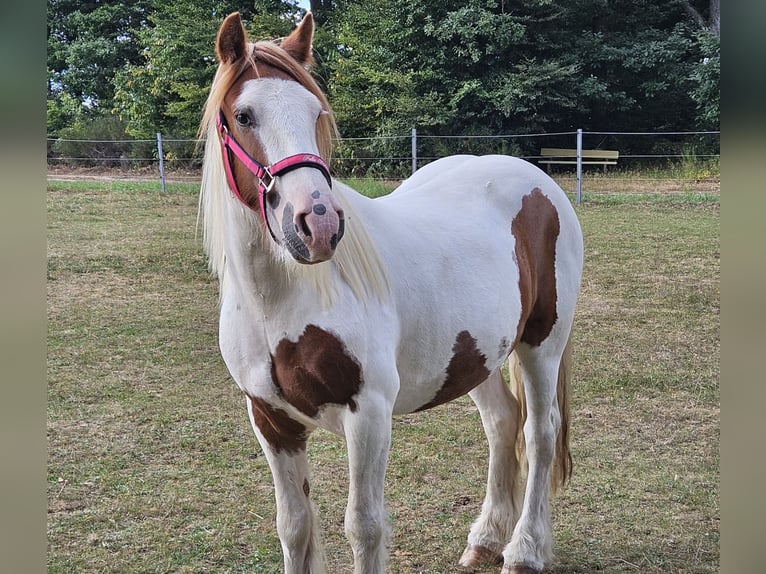 Tinker Caballo castrado 4 años 150 cm Pío in Fl&#xF6;rsbachtal