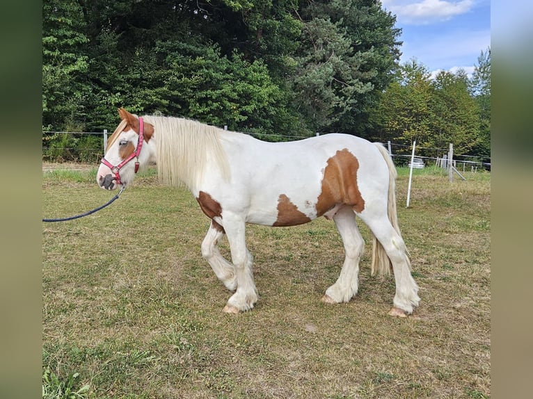 Tinker Caballo castrado 4 años 150 cm Pío in Fl&#xF6;rsbachtal