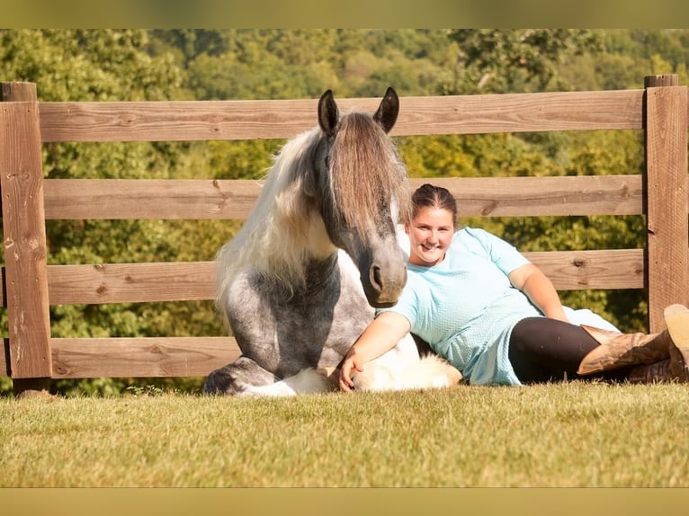 Tinker Mestizo Caballo castrado 4 años 150 cm Tobiano-todas las-capas in Fresno, OH