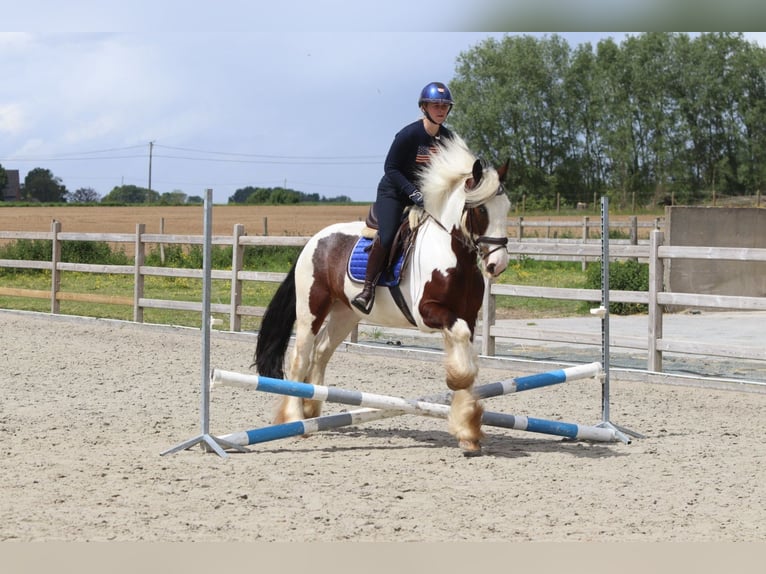 Tinker Caballo castrado 4 años 151 cm Pío in Pepingen
