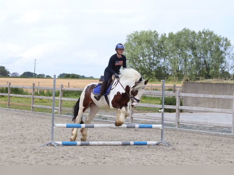 Tinker Caballo castrado 4 años 151 cm Pío in Pepingen