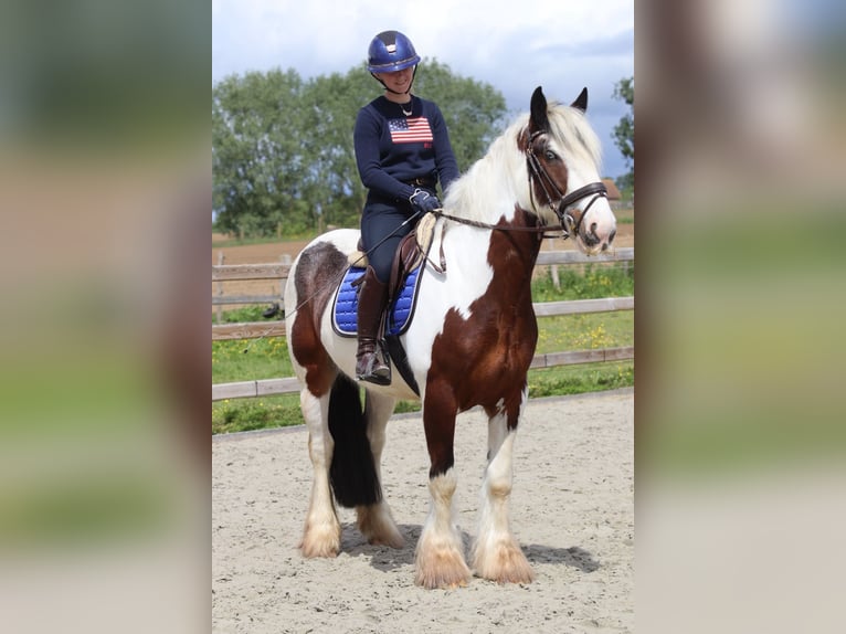 Tinker Caballo castrado 4 años 151 cm Pío in Pepingen