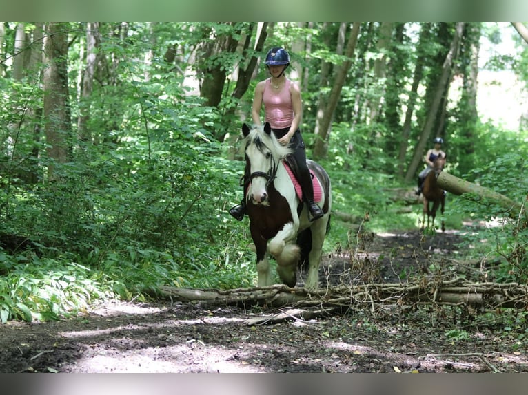 Tinker Caballo castrado 4 años 151 cm Pío in Pepingen