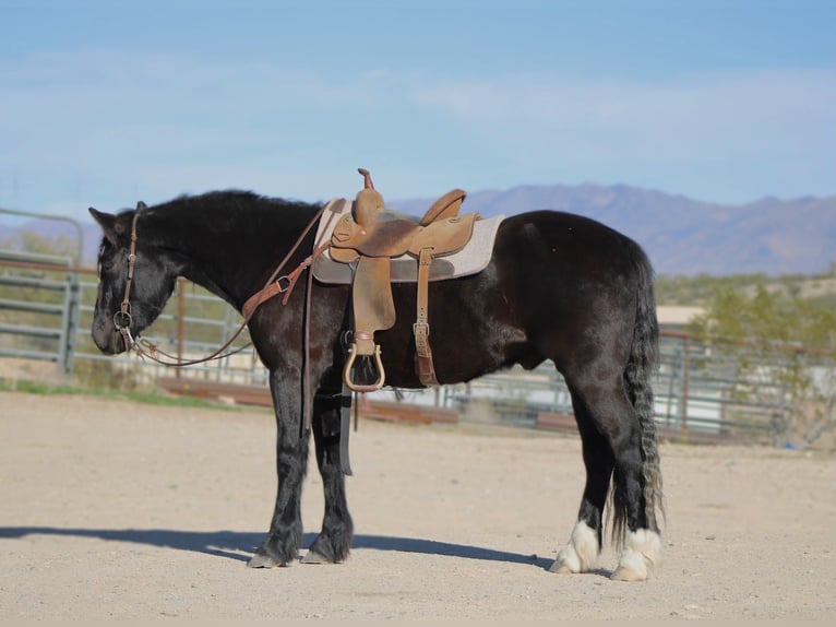 Tinker Mestizo Caballo castrado 4 años 152 cm Negro in Wickenburg