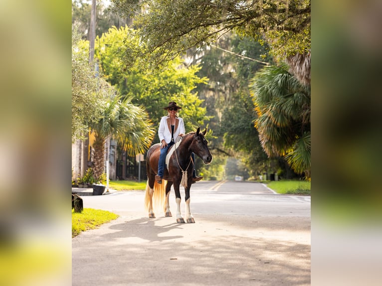 Tinker Mestizo Caballo castrado 4 años 152 cm Tobiano-todas las-capas in Ocala