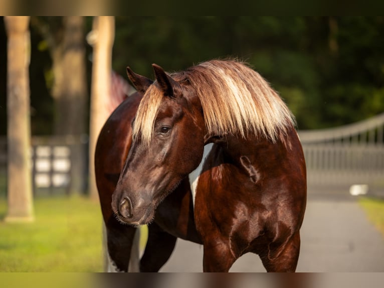 Tinker Mestizo Caballo castrado 4 años 152 cm Tobiano-todas las-capas in Ocala