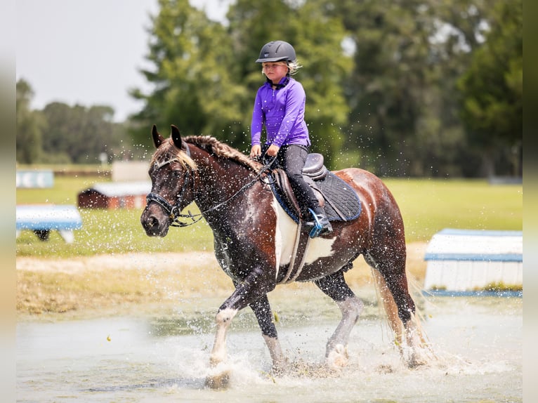 Tinker Mestizo Caballo castrado 4 años 152 cm Tobiano-todas las-capas in Ocala