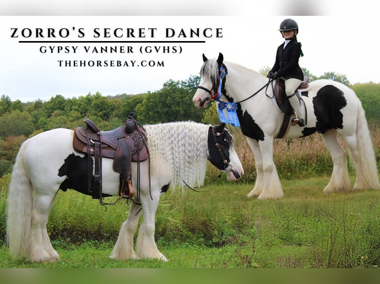 Tinker Caballo castrado 4 años 152 cm Tobiano-todas las-capas in Wappingers Falls, NY