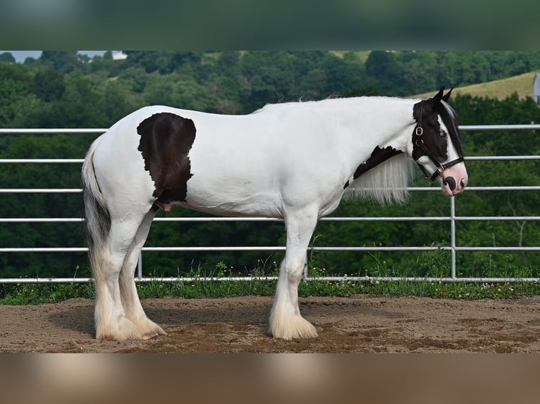 Tinker Caballo castrado 4 años 157 cm Tobiano-todas las-capas in Millersburg, OH