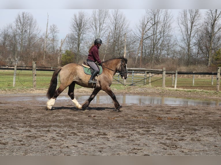 Tinker Mestizo Caballo castrado 4 años 160 cm Grullo in Perkasie