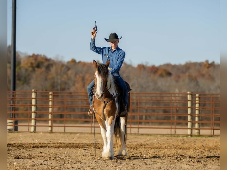 Tinker Mestizo Caballo castrado 4 años 160 cm Pío in Auburn