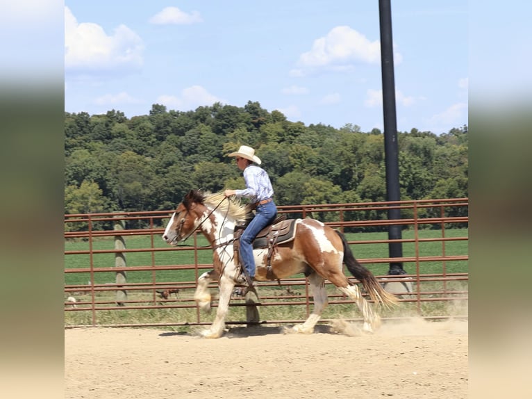 Tinker Mestizo Caballo castrado 4 años 160 cm Pío in Auburn