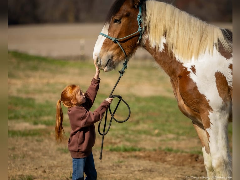 Tinker Mestizo Caballo castrado 4 años 160 cm Pío in Auburn