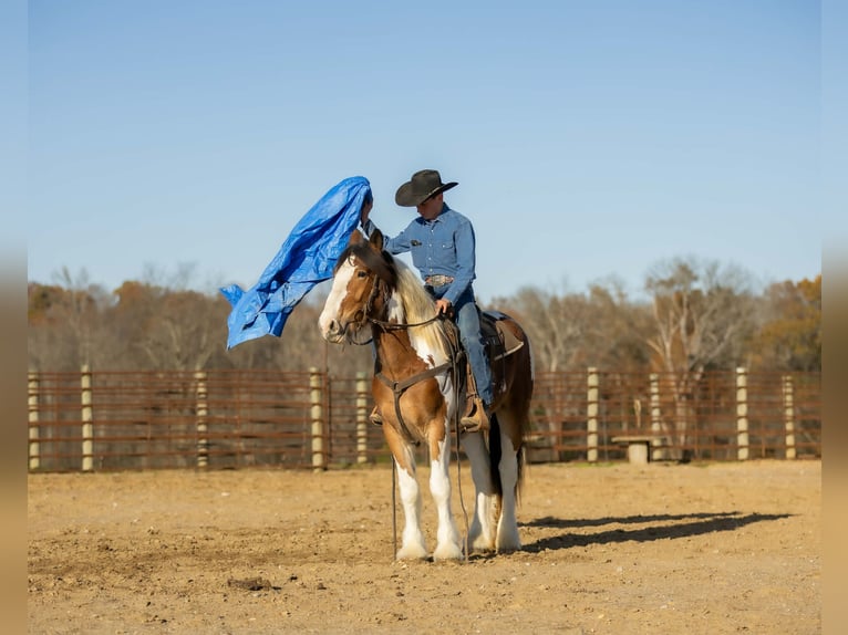Tinker Mestizo Caballo castrado 4 años 160 cm Pío in Auburn