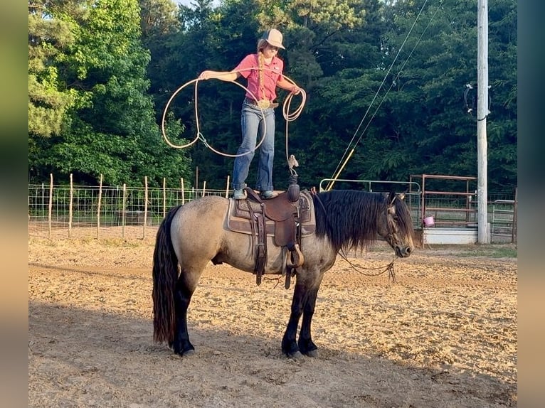 Tinker Mestizo Caballo castrado 4 años Buckskin/Bayo in Bloomburg
