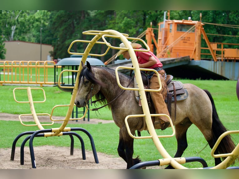Tinker Mestizo Caballo castrado 4 años Buckskin/Bayo in Bloomburg