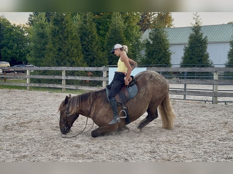 Tinker Mestizo Caballo castrado 4 años  in Gap
