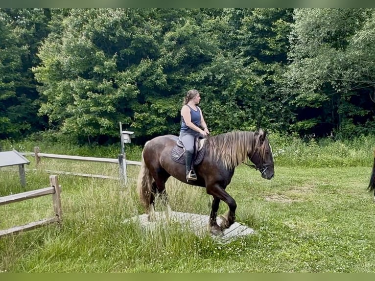 Tinker Mestizo Caballo castrado 4 años  in Gap