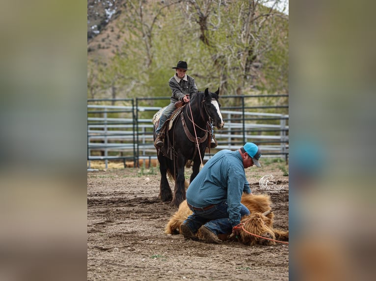 Tinker Caballo castrado 4 años Negro in Cody