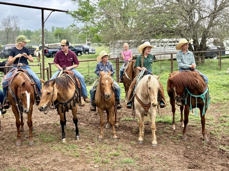 Tinker Mestizo Caballo castrado 4 años Palomino in Bloomburg