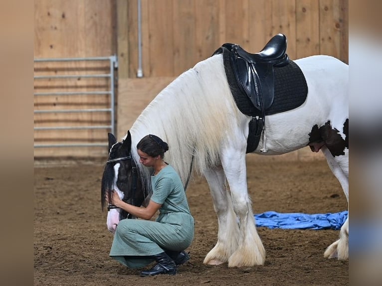 Tinker Caballo castrado 4 años Pío in Millersburg