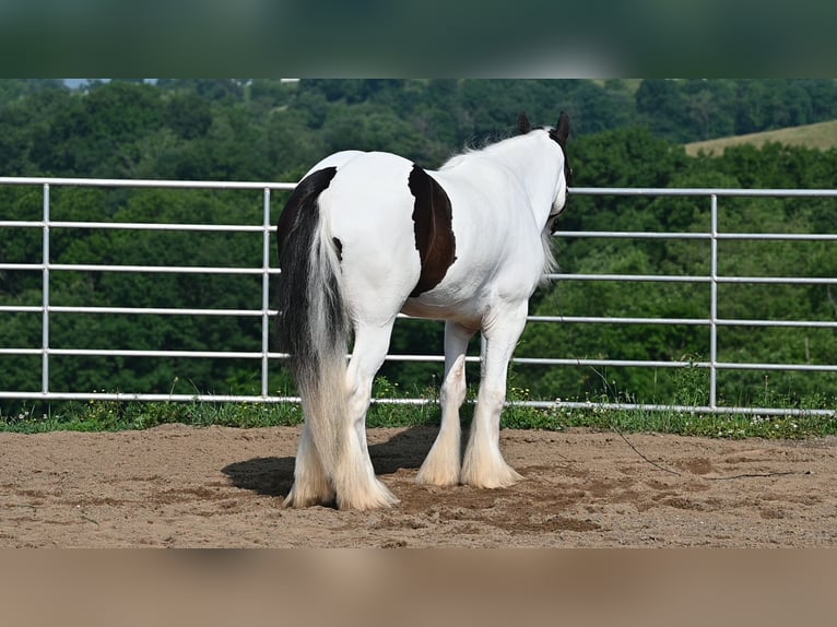 Tinker Caballo castrado 4 años Pío in Millersburg