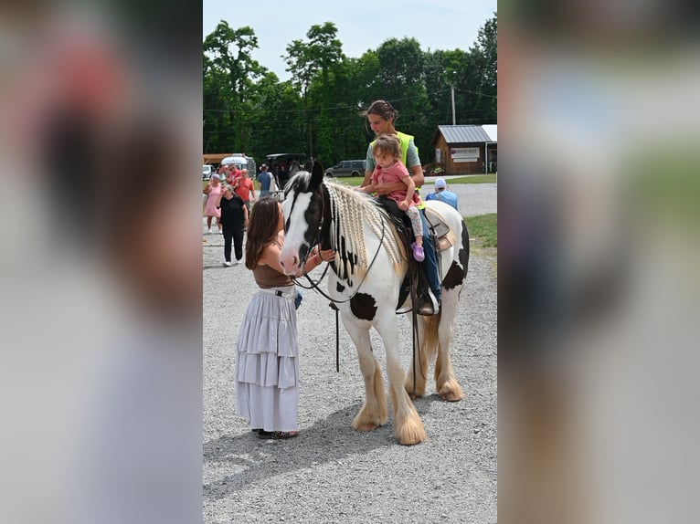 Tinker Caballo castrado 4 años Pío in Millersburg