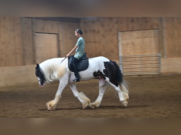 Tinker Caballo castrado 4 años Pío in Millersburg