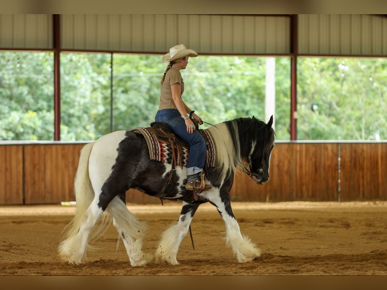 Tinker Caballo castrado 4 años Pío in Quitman