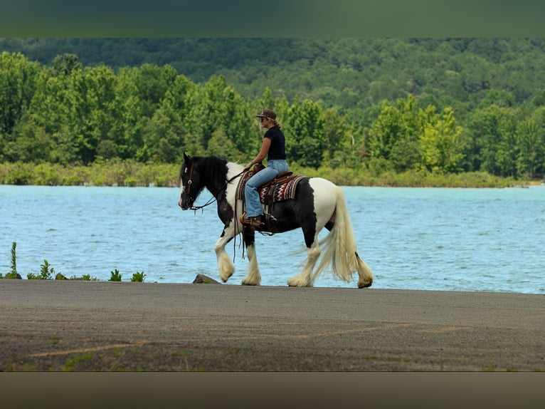 Tinker Caballo castrado 4 años Pío in Quitman