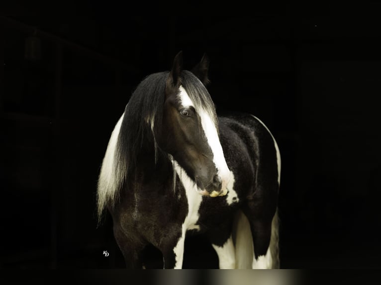 Tinker Caballo castrado 4 años Pío in Quitman
