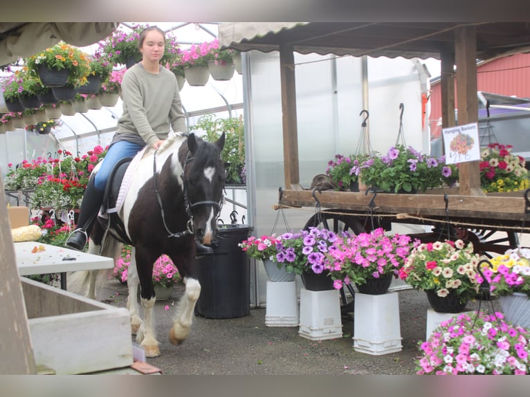 Tinker Mestizo Caballo castrado 4 años Pío in Millersburg