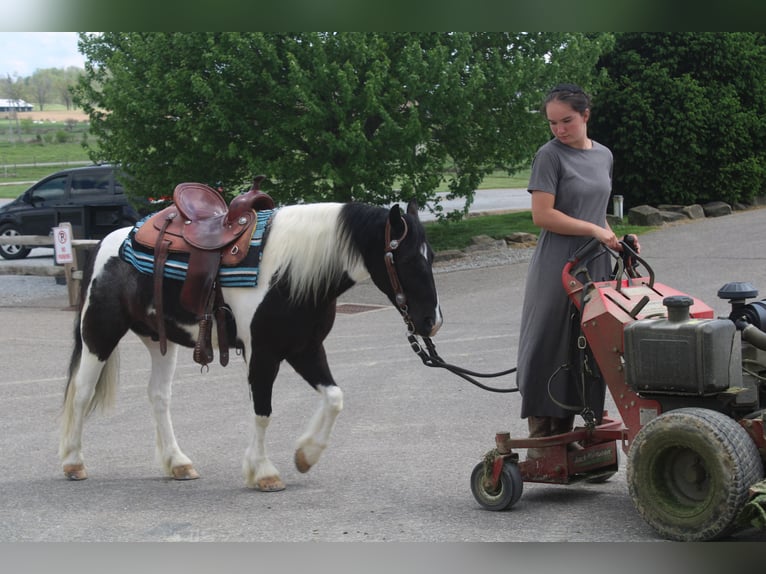 Tinker Mestizo Caballo castrado 4 años Pío in Millersburg