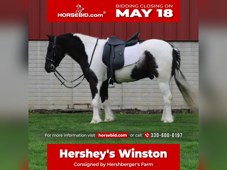 Tinker Mestizo Caballo castrado 4 años Pío in Millersburg