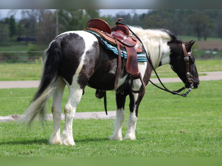 Tinker Mestizo Caballo castrado 4 años Pío in Millersburg