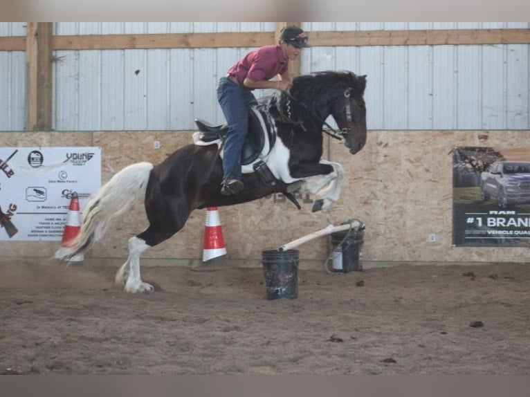Tinker Mestizo Caballo castrado 4 años Pío in Oskaloosa