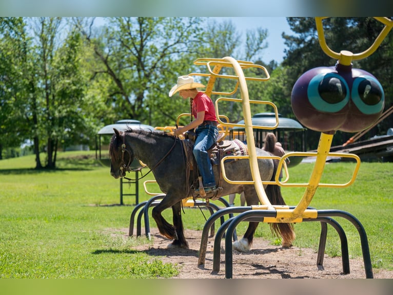 Tinker Mestizo Caballo castrado 4 años Ruano azulado in Bloomburg