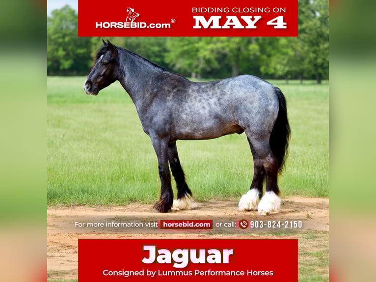 Tinker Mestizo Caballo castrado 4 años Ruano azulado in Bloomburg