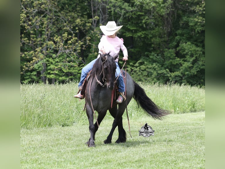 Tinker Caballo castrado 4 años Ruano azulado in Gladstone, NJ