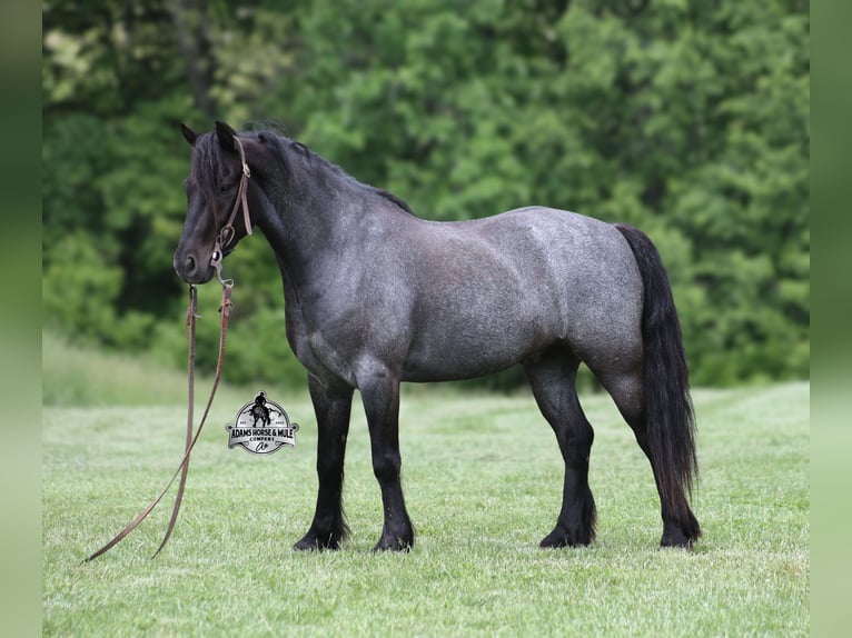 Tinker Caballo castrado 4 años Ruano azulado in Gladstone, NJ