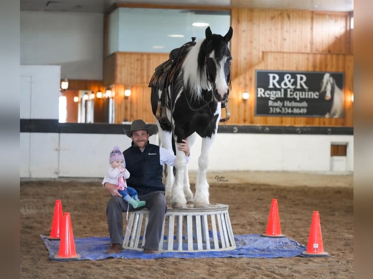 Tinker Mestizo Caballo castrado 4 años Tobiano-todas las-capas in Independence, IA