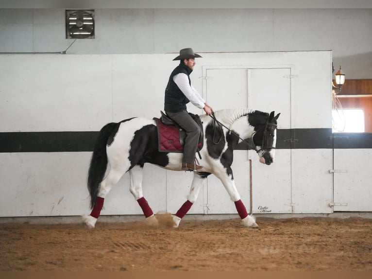Tinker Mestizo Caballo castrado 4 años Tobiano-todas las-capas in Independence, IA