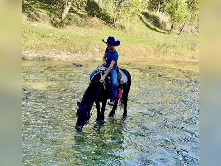 Tinker Mestizo Caballo castrado 5 años 107 cm Castaño rojizo in Weatherford